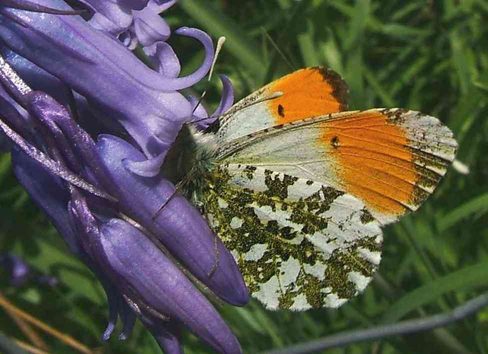 Anthocharis cardamines Anthocharis cardamines
